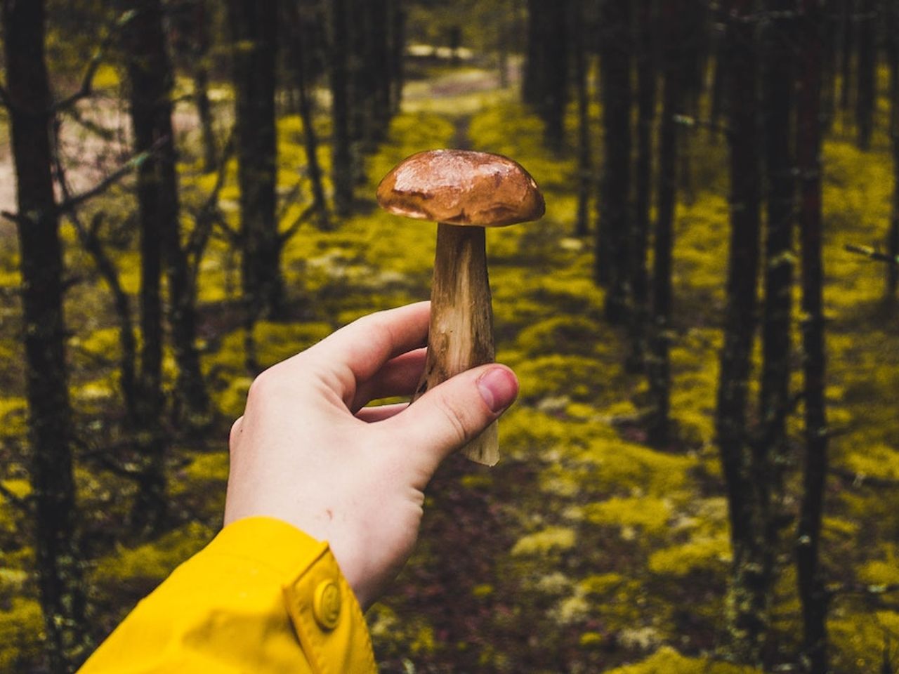 What is a mushroom retreat? Retreat Journal Retreat Guru